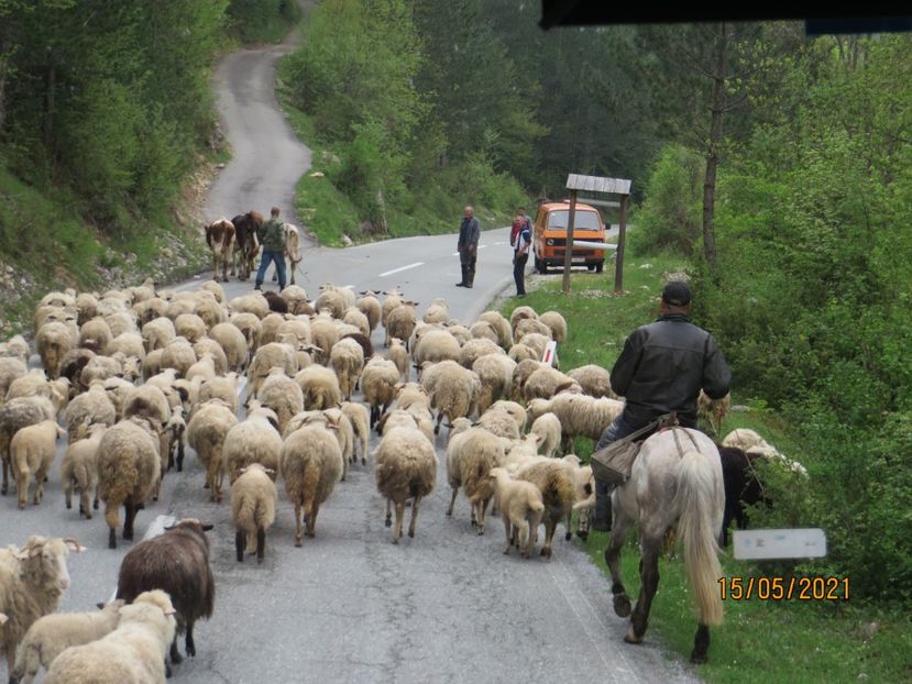  - 2 Kolasin - canionul Tara - Podgorica - Cetinje