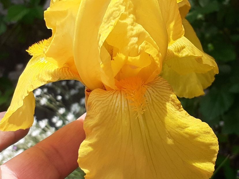 Solid gold - Iris 2022