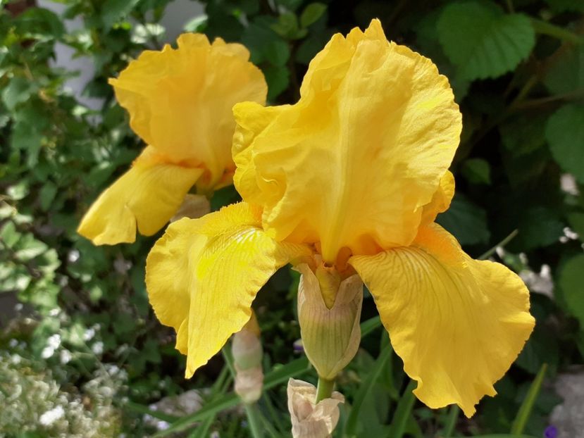 Solid gold - Iris 2022