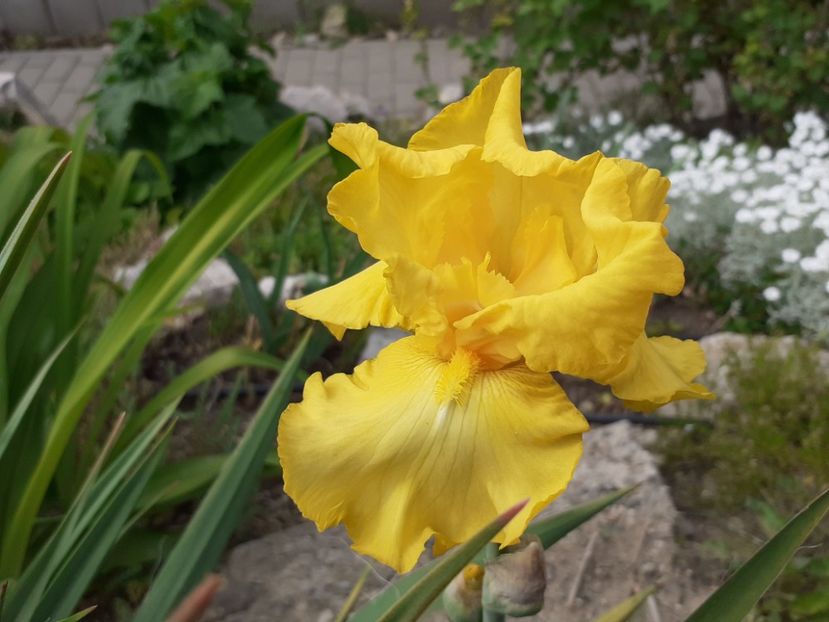 Langa pin - Iris 2022