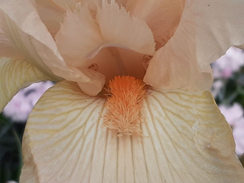 Pe taluz - Iris 2022