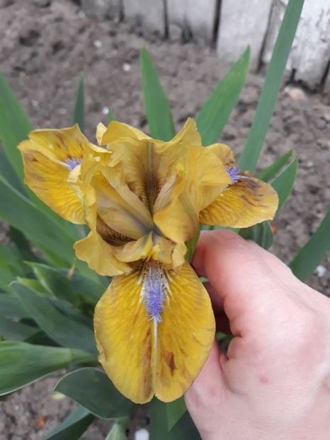 gipsy boy - disponibil irisi