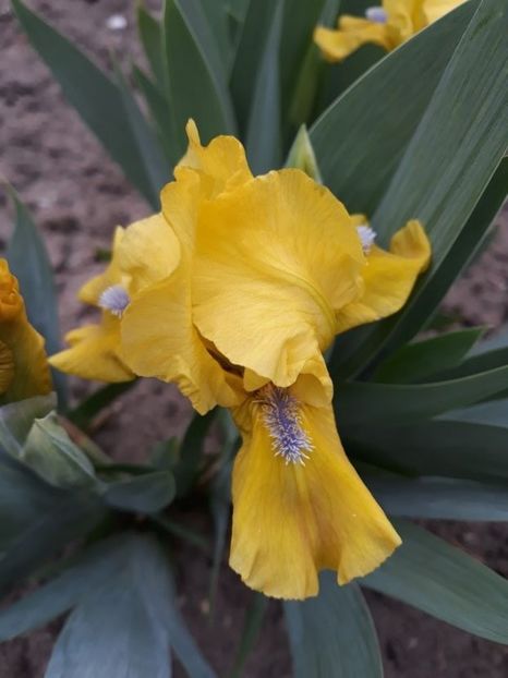 galleon gold - disponibil irisi