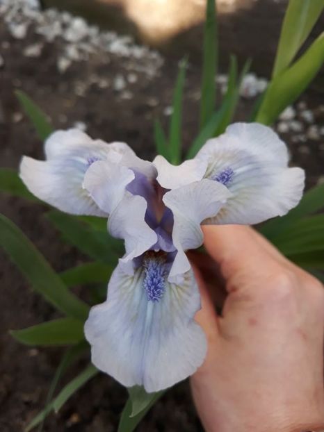forever blue - disponibil irisi