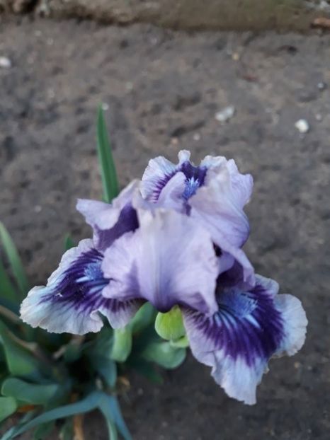 storm song - disponibil irisi