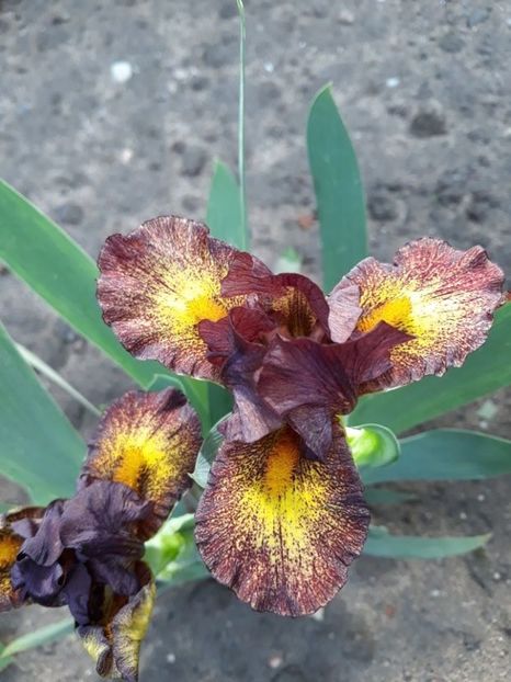 firestorm - disponibil irisi