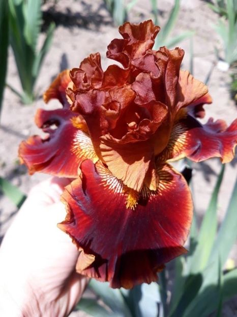 copatonic - disponibil irisi