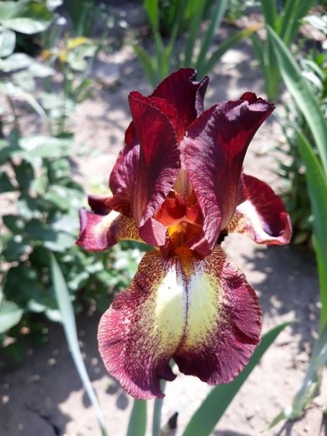 provencal - disponibil irisi
