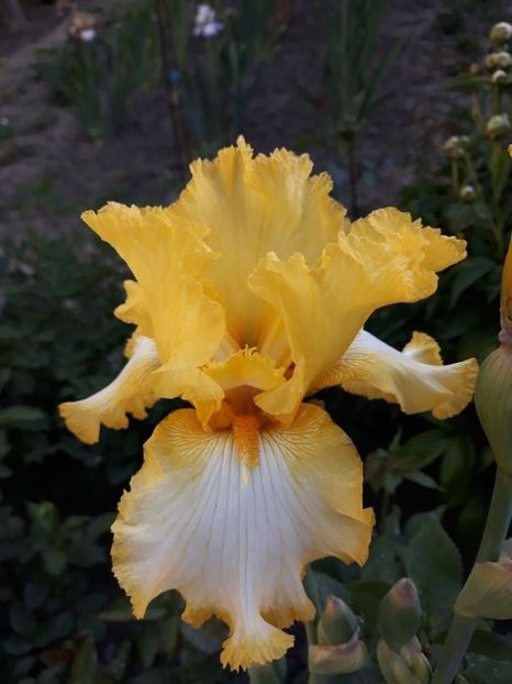 galben cu alb nec - disponibil irisi