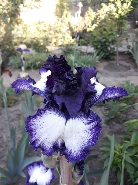 grapetizer - irisi rezervati