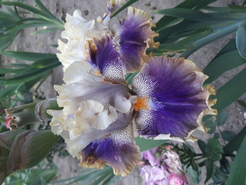 rare blend rezervat - irisi rezervati