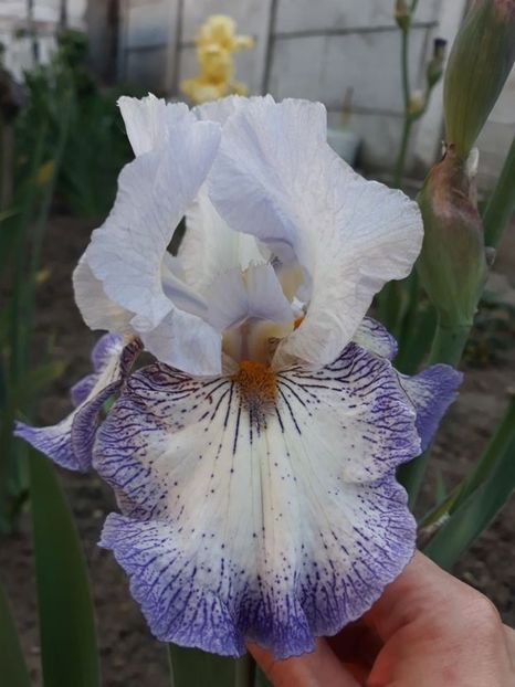 spining wheel - disponibil irisi