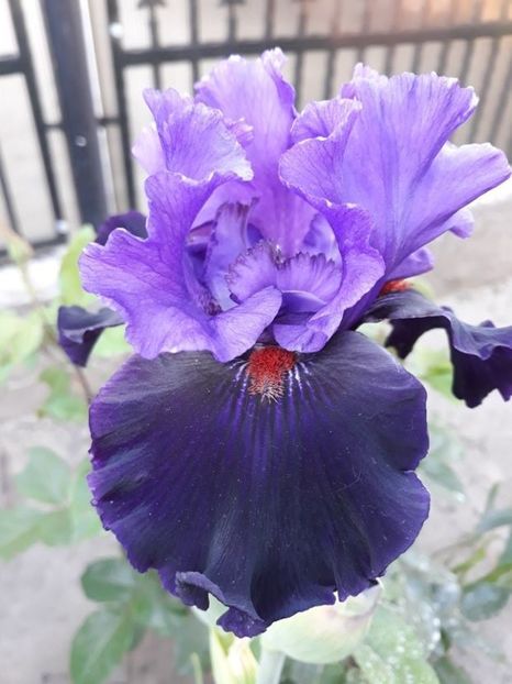 wild wings - disponibil irisi