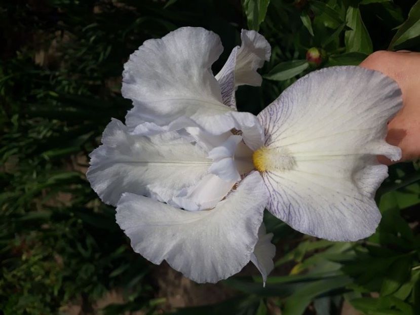 bleu cu alb - irisi rezervati