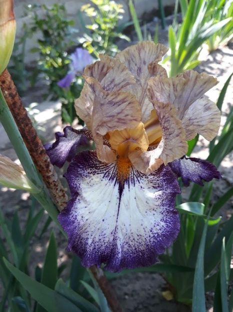 change a peace - disponibil irisi