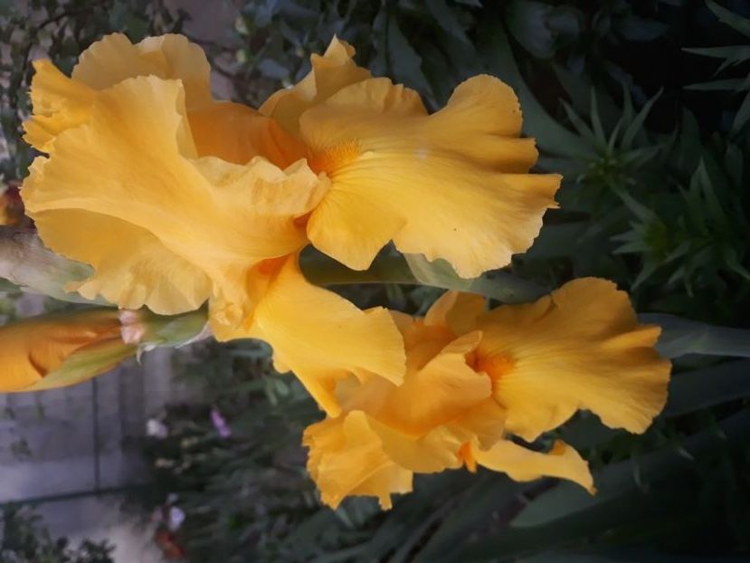 galben - irisi rezervati