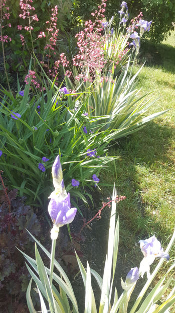 mai 2022 - Gradina si terasa PrimaLuce_9-Hello 2022