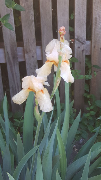 iris germanica "caffe latte" - Gradina si terasa PrimaLuce_9-Hello 2022