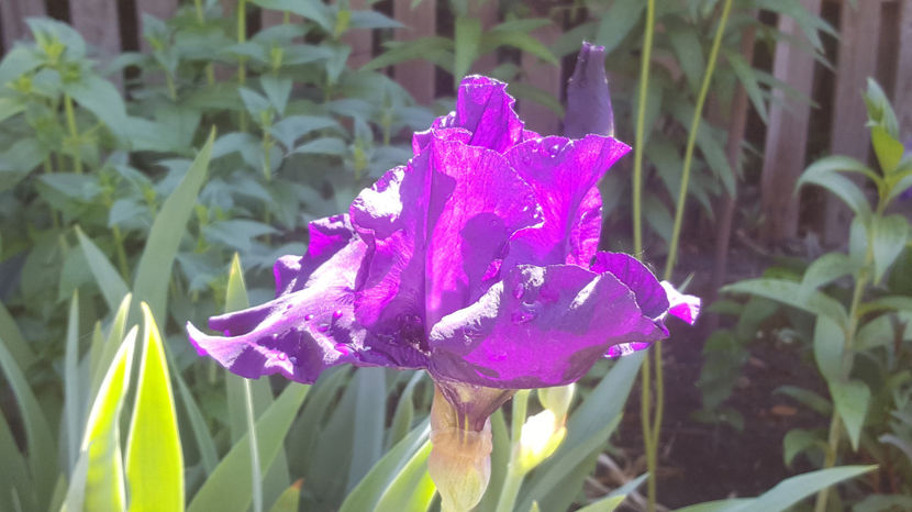 iris germanica "night owl" - Gradina si terasa PrimaLuce_9-Hello 2022