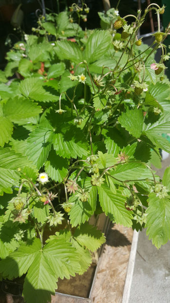 fragaria vesca - Gradina si terasa PrimaLuce_9-Hello 2022