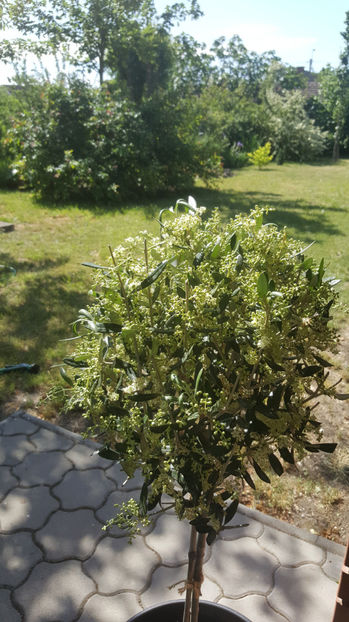 olea europeana(măslin) - Gradina si terasa PrimaLuce_9-Hello 2022