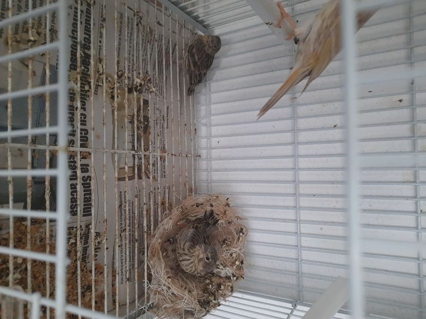  - Pui hibrizi canarusi 2022