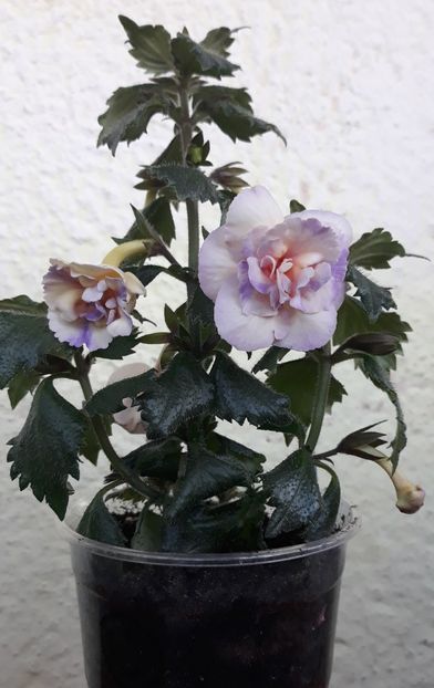  - 0001 2022 - BriD s Viktoria