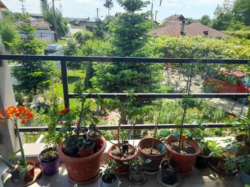  - 01 De prin curte si gradina