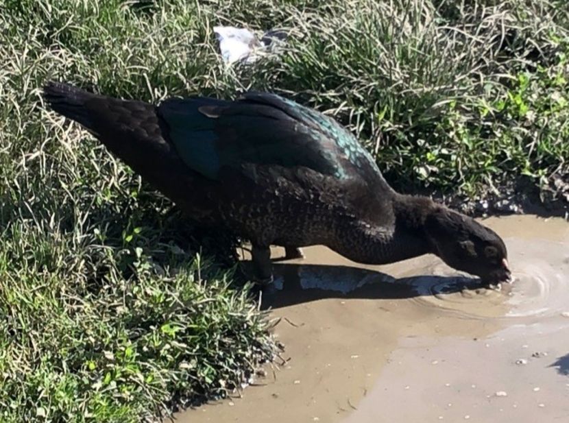 Fiu din Tyson - 00001De vanzare