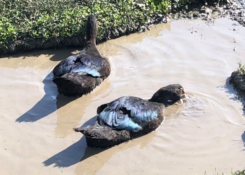 Negri cu genă bronz - 00001De vanzare