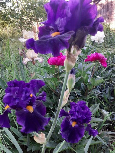  - Mai 2022 volumul 2