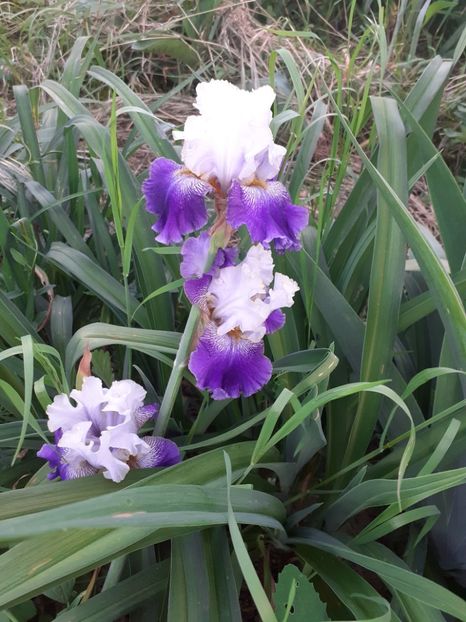  - Mai 2022 volumul 2