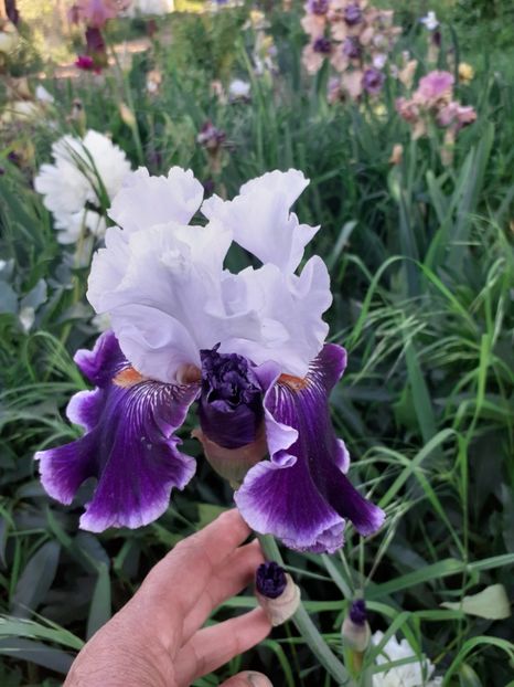  - Mai 2022 volumul 2