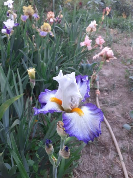  - Mai 2022 volumul 2