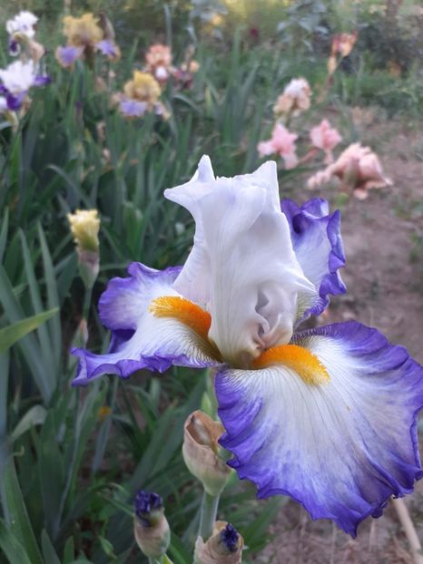  - Mai 2022 volumul 2