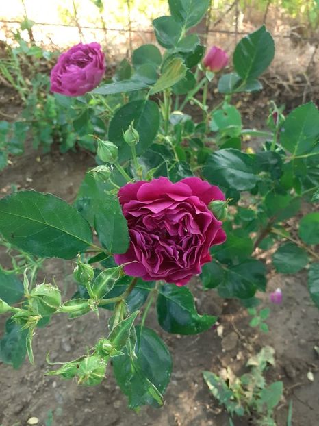  - Minerva floribunda -