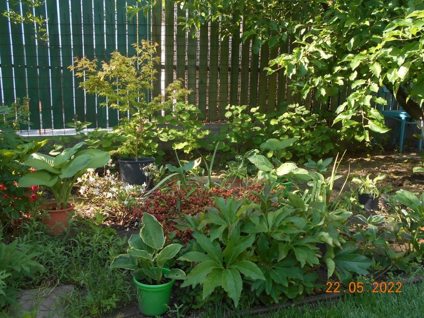  - 02 Azalee-rhododendroni-heleborusi-hortensii-hoste 2022