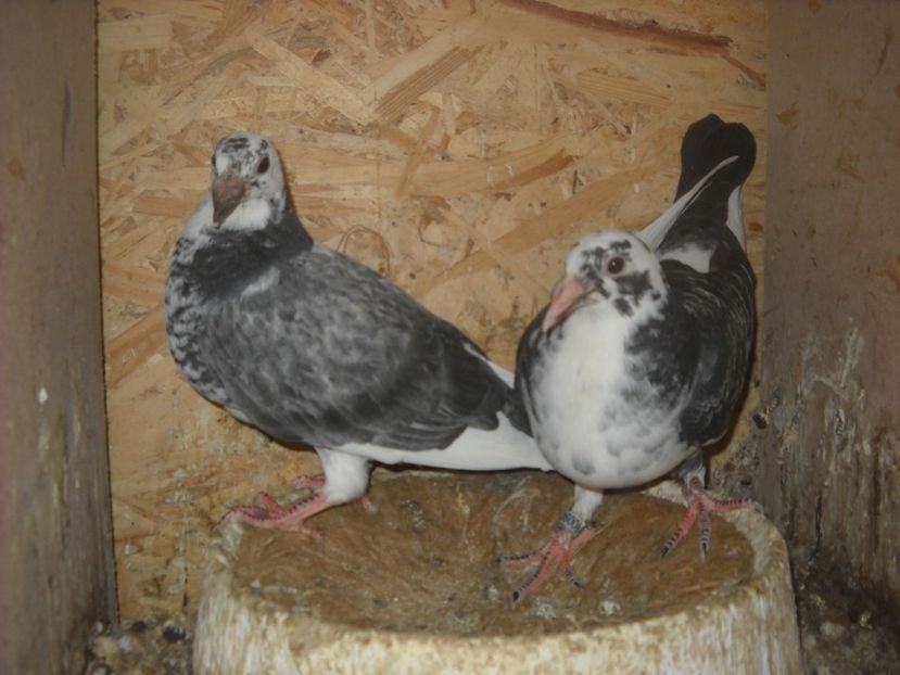  - PORUMBEI VANDUTI 2