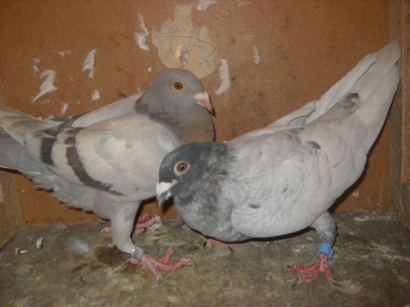  - UNDEVA IN SUCEAVA arhiva