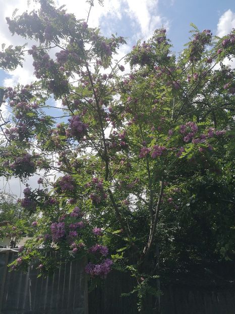 22.05 - arbori ornamentali 2022