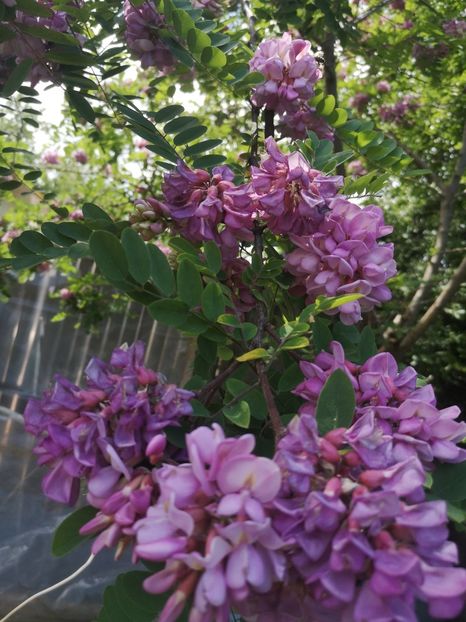  - arbori ornamentali 2022