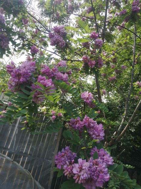  - arbori ornamentali 2022