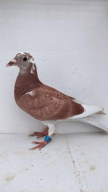 vandut - De vânzare voiajori pui 2022