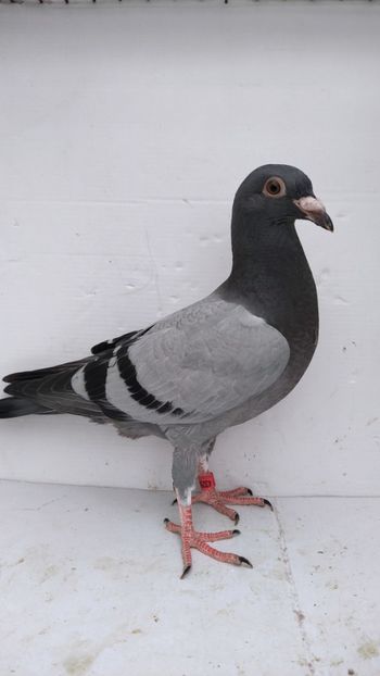 vandut - De vânzare voiajori pui 2022