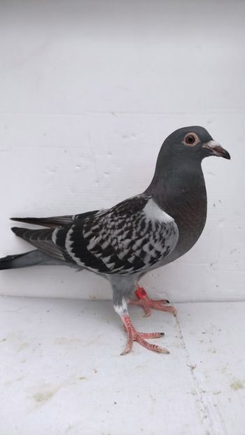 vandut - De vânzare voiajori pui 2022