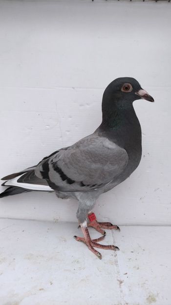 vandut - De vânzare voiajori pui 2022