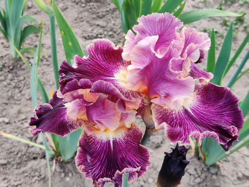 Dialect - Iriși medii și inalti1