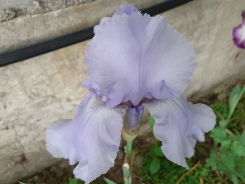 Blue Sapphire - Iris 2022