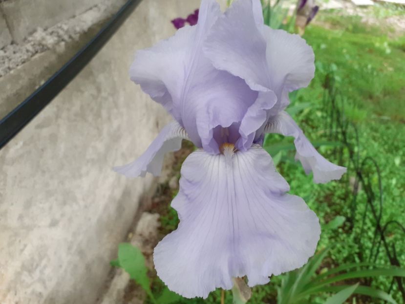 Blue Sapphire - Iris 2022