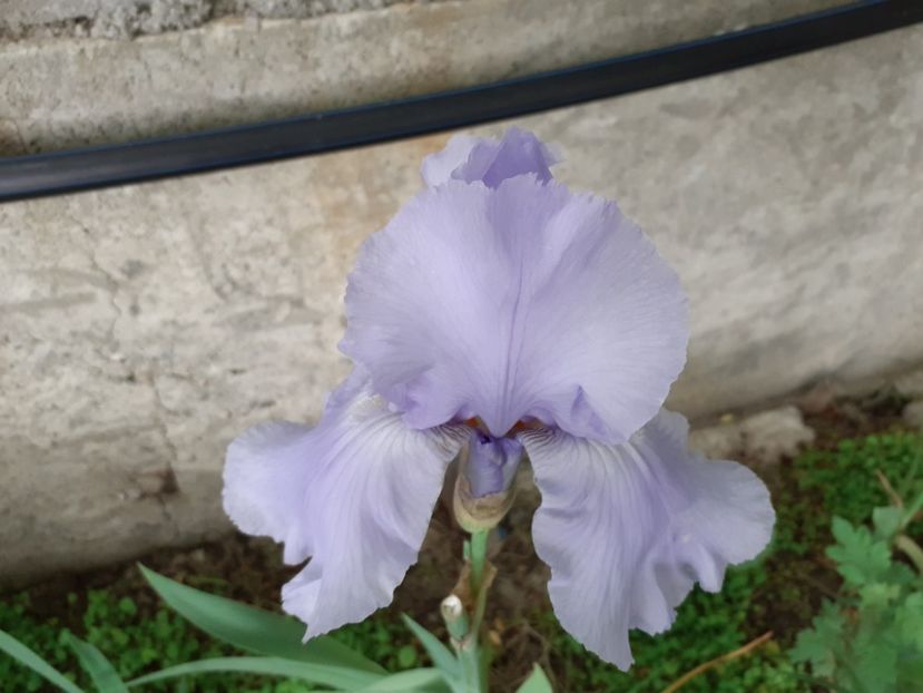 Blue Sapphire - Iris 2022